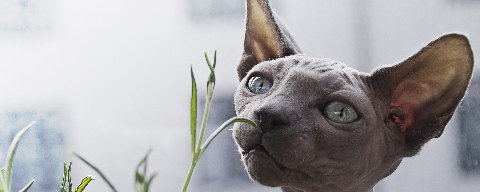 Un chat unique